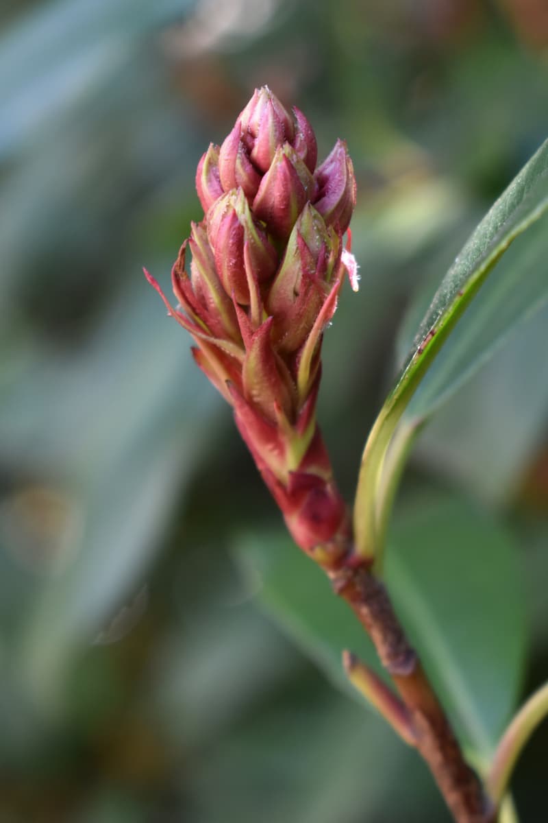 レッドロビン花芽1「鬼の金棒」