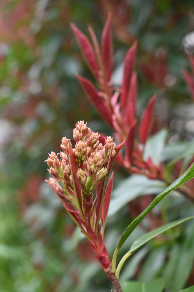 レッドロビン　花芽伸長