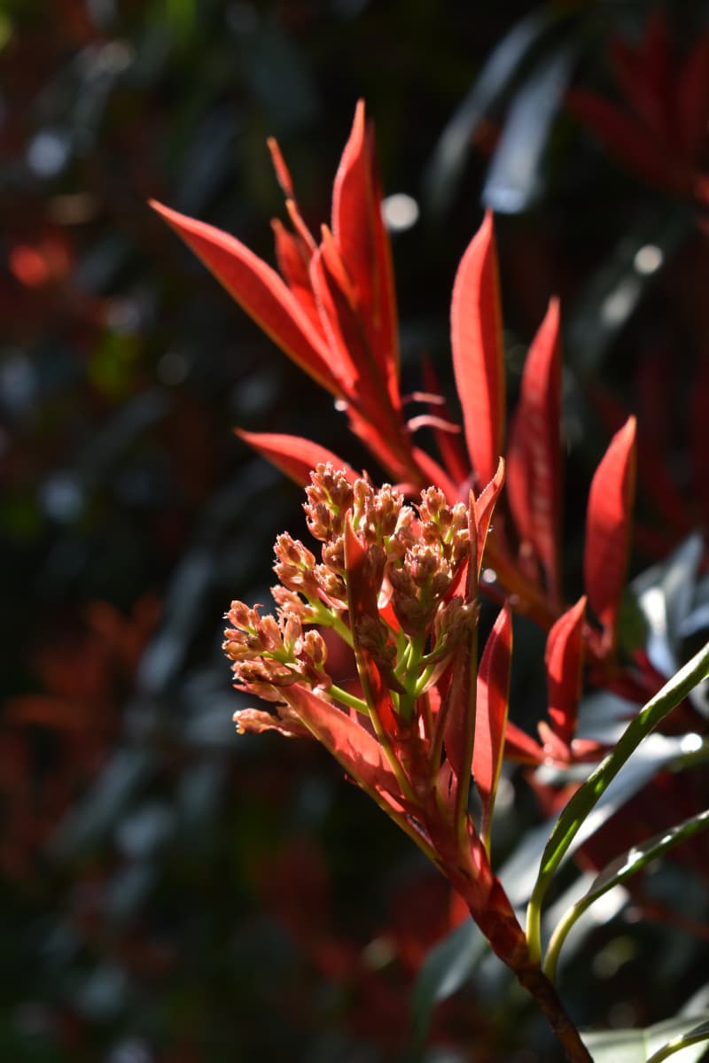 レッドロビン　花芽開き始める