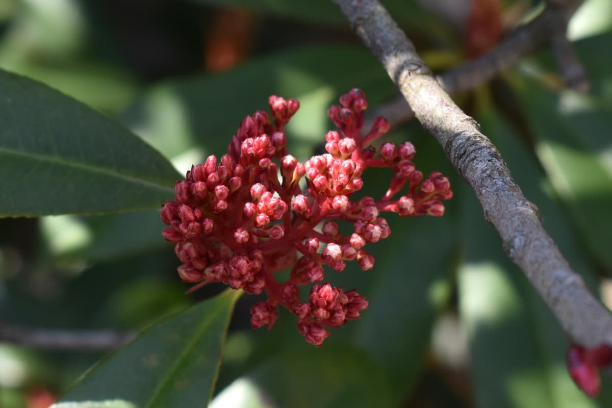 レッドロビン　上から見た花芽