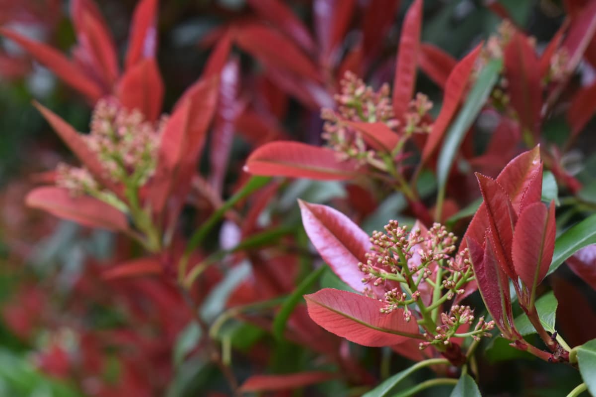 レッドロビン　花芽開く1