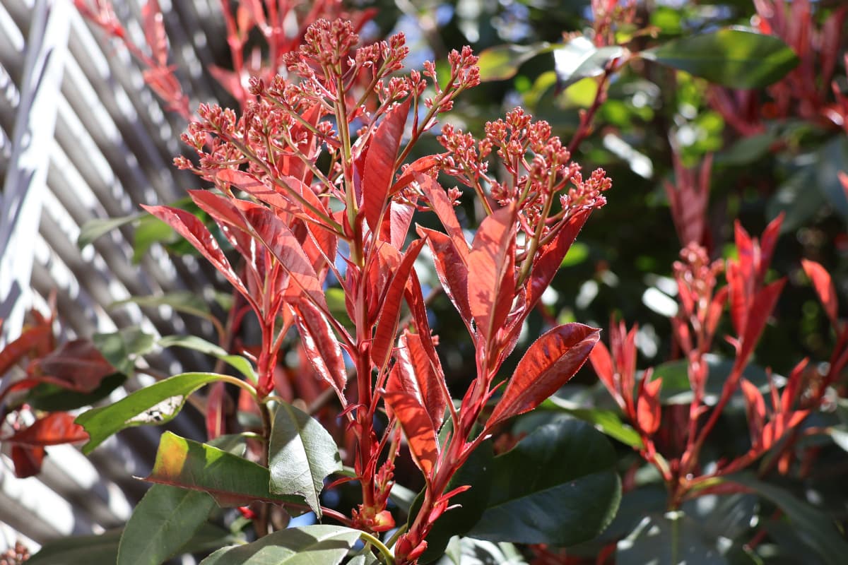 レッドロビン　花芽開く2
