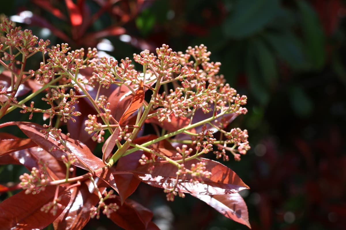 レッドロビン　花芽が傘のように開く