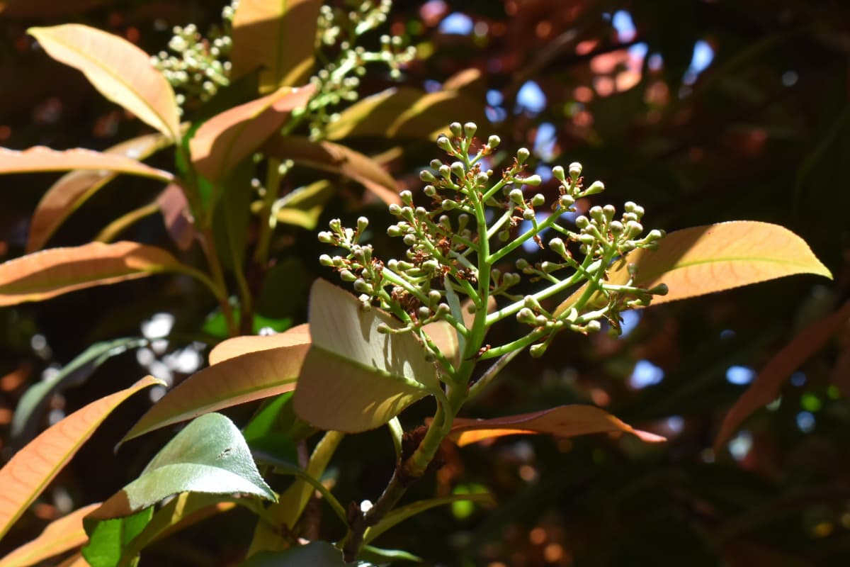 レッドビン　花芽　赤から緑に変化