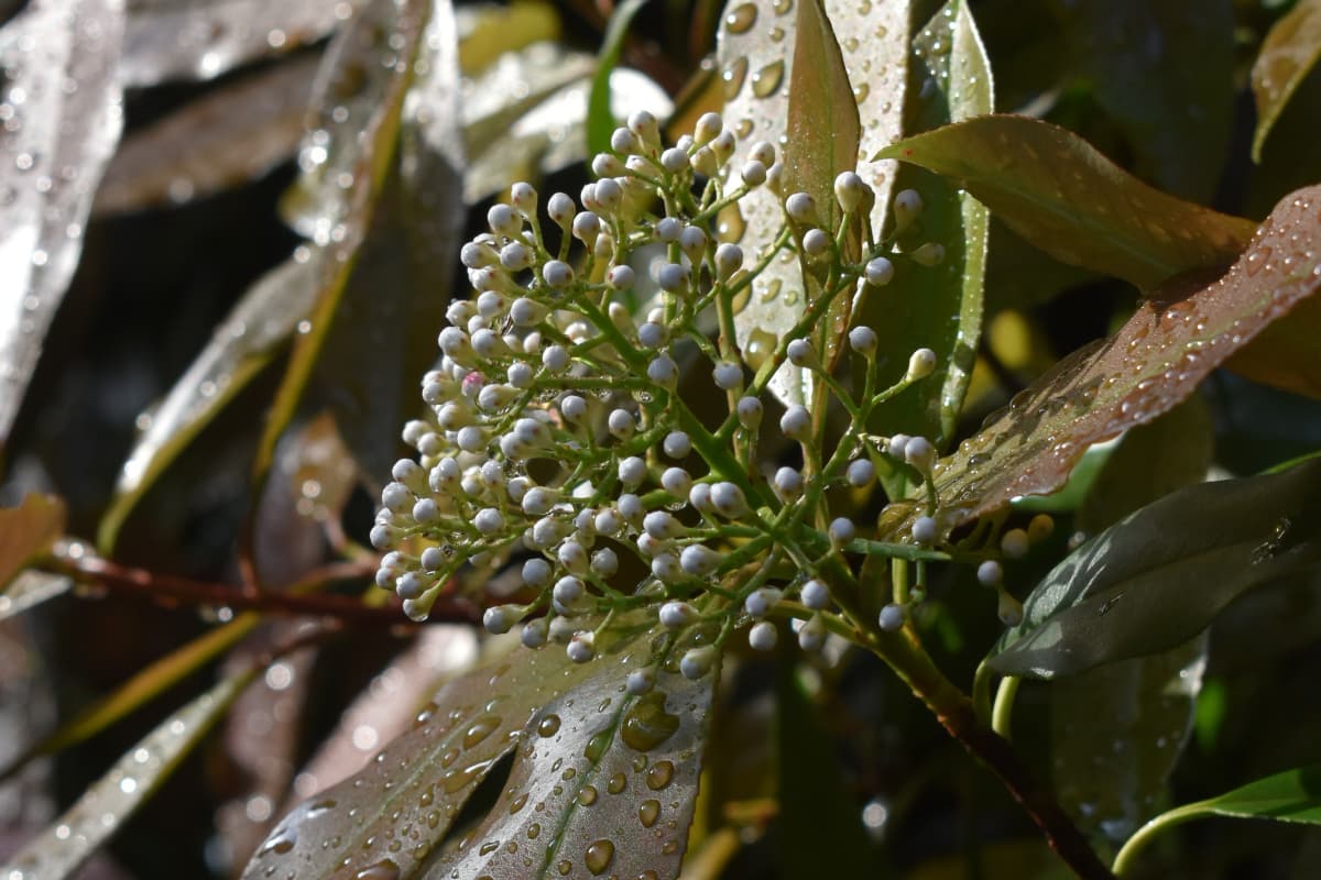 レッドロビン　蕾