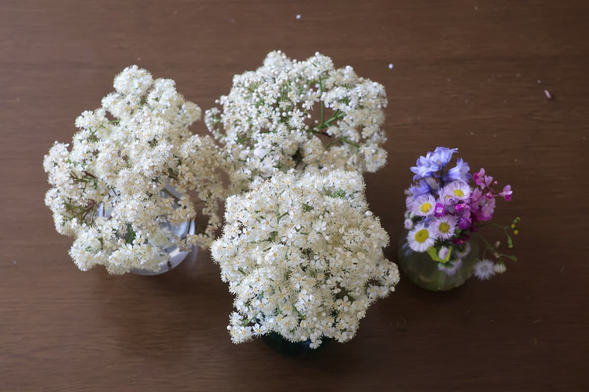 レッドロビン　花房