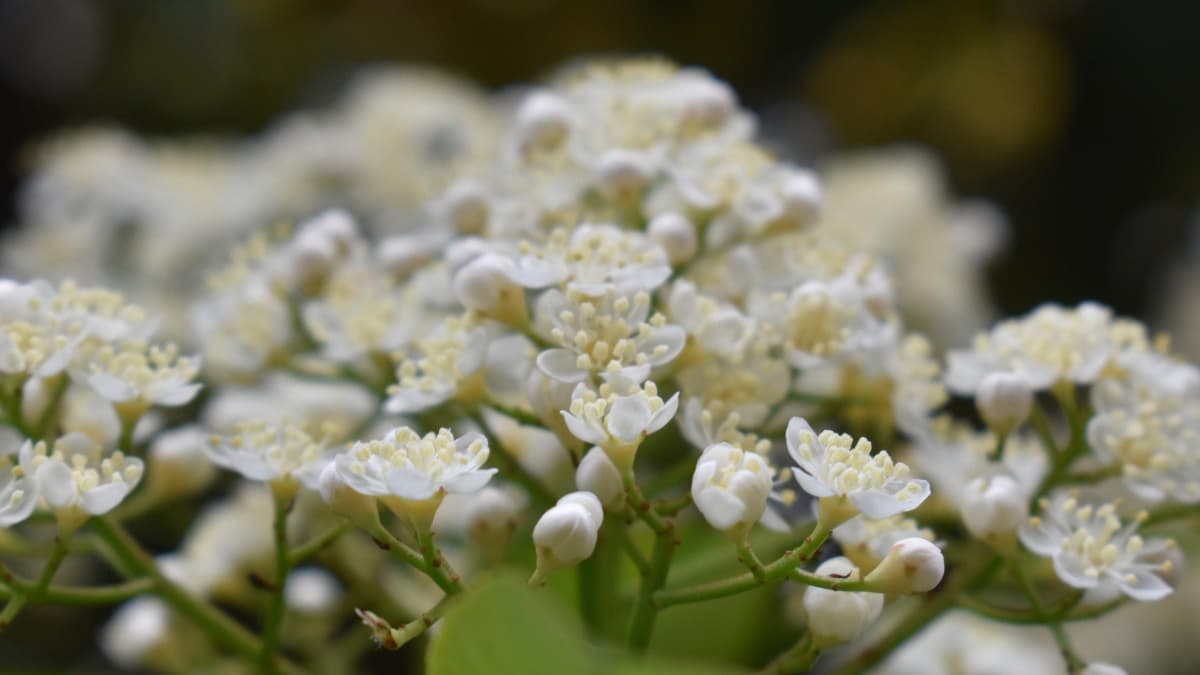 レッドロビンの花