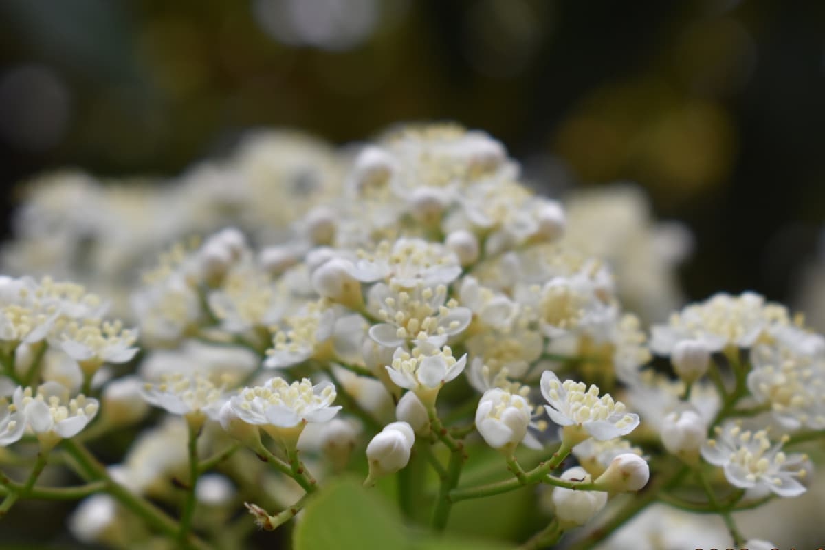レッドロビン　開花初期