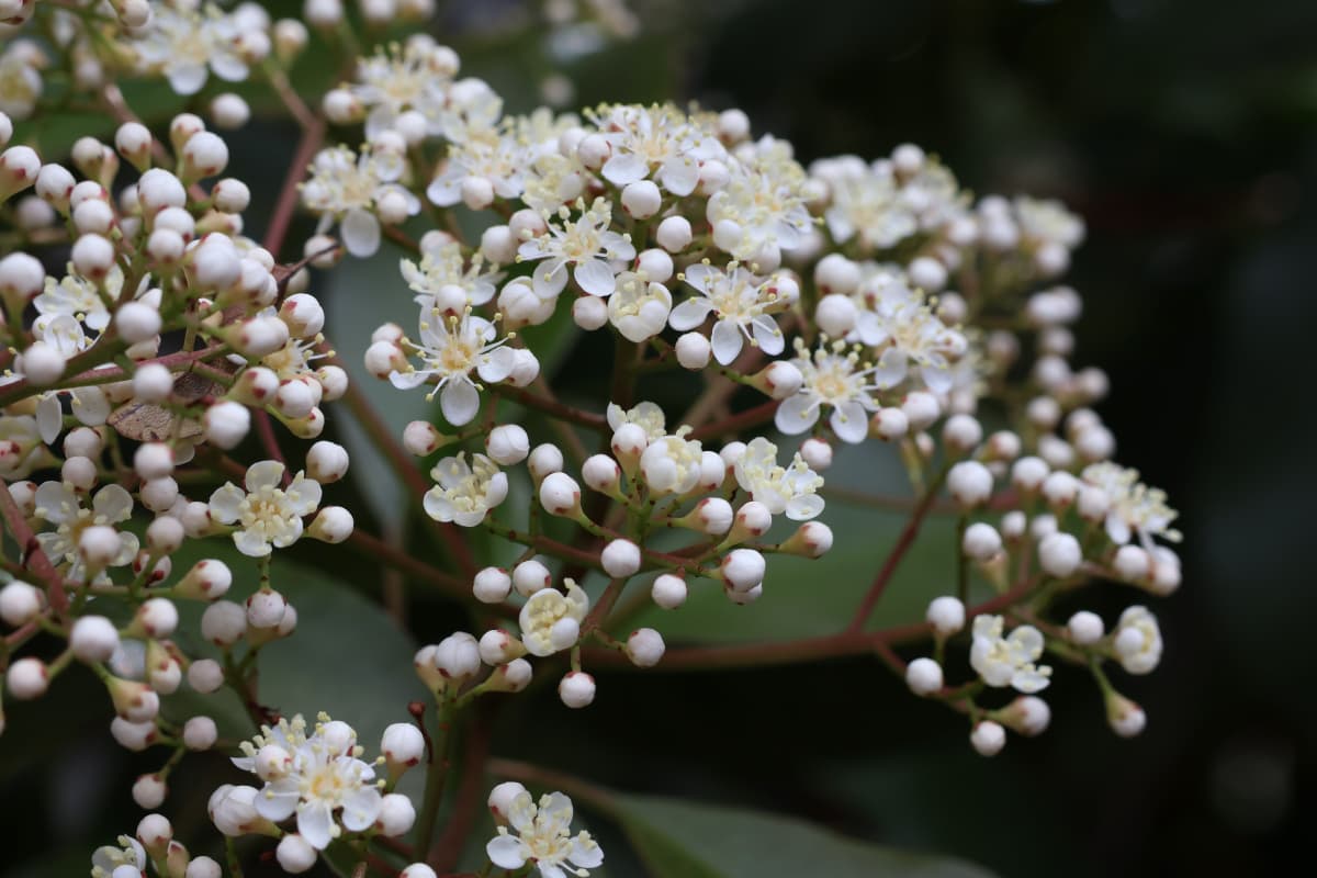 レッドロビン　開花　雄蕊伸びる