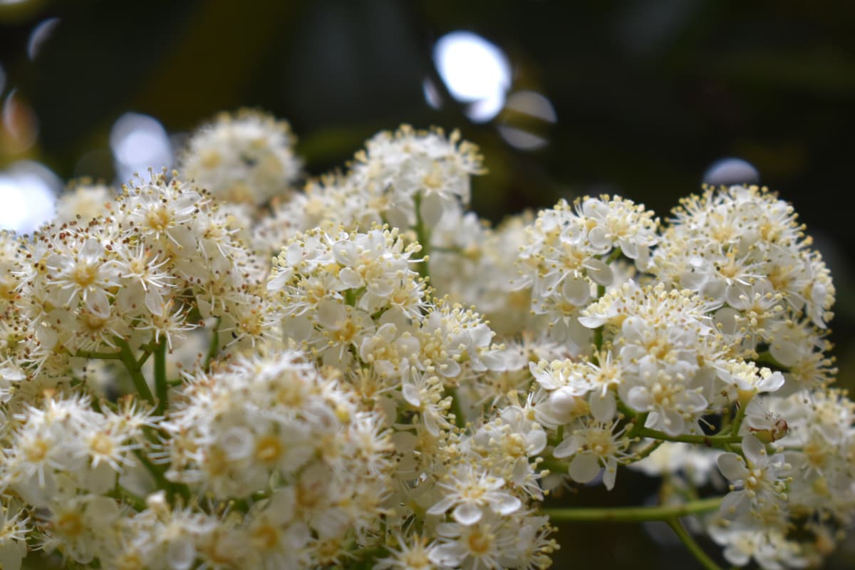 レッドロビン　満開の花