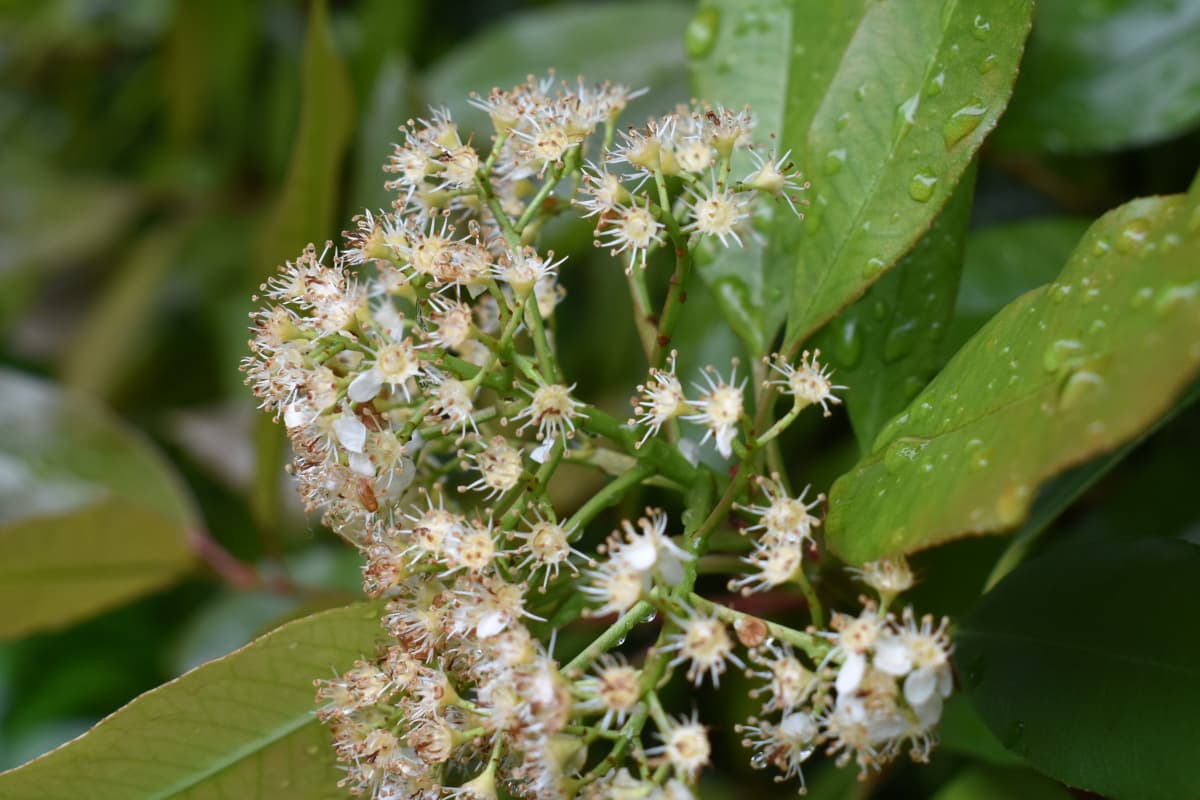 レッドロビン　花後