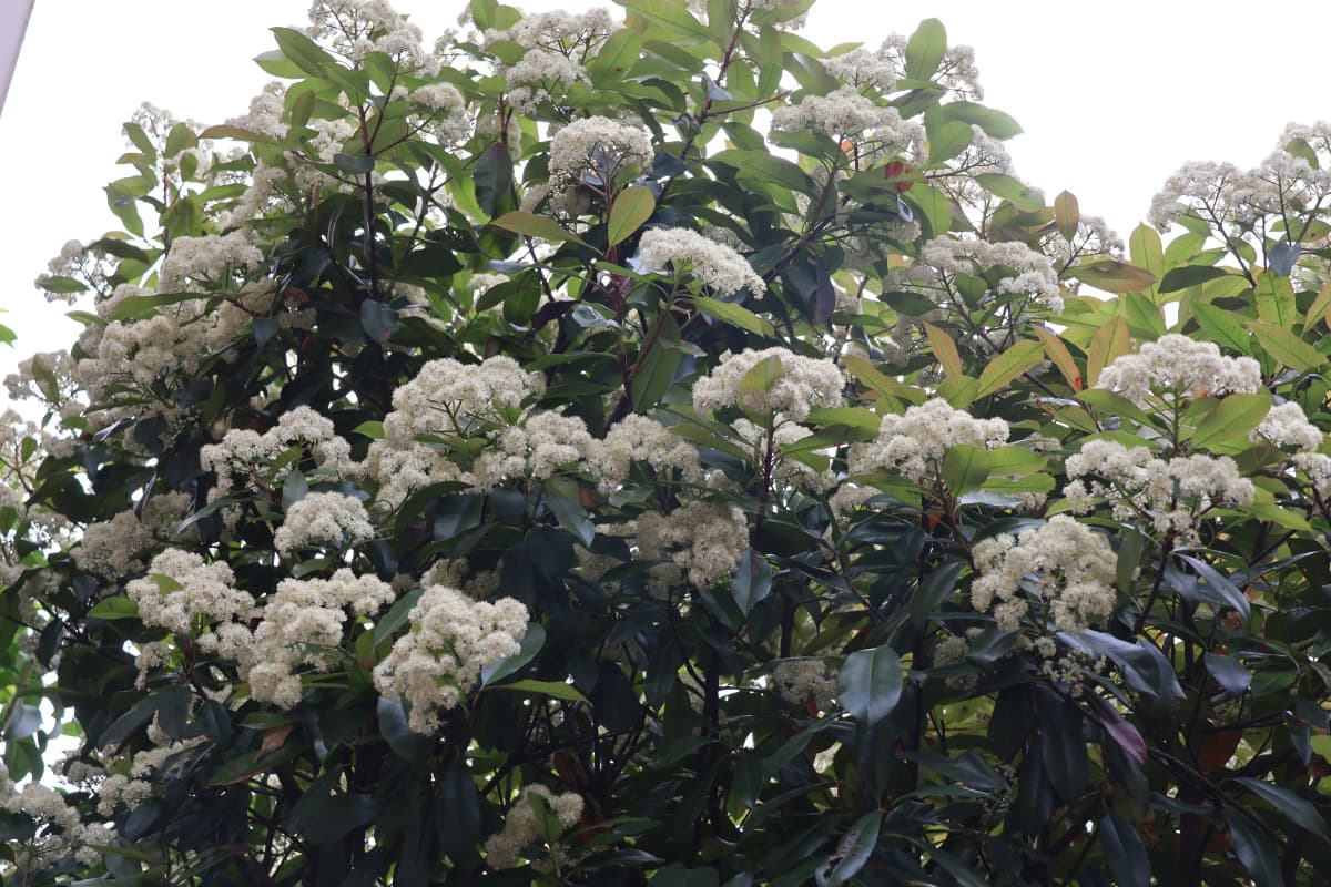 レッドロビン満開　山のごとし