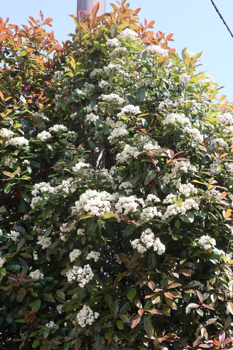 レッドロビン満開　垣根角