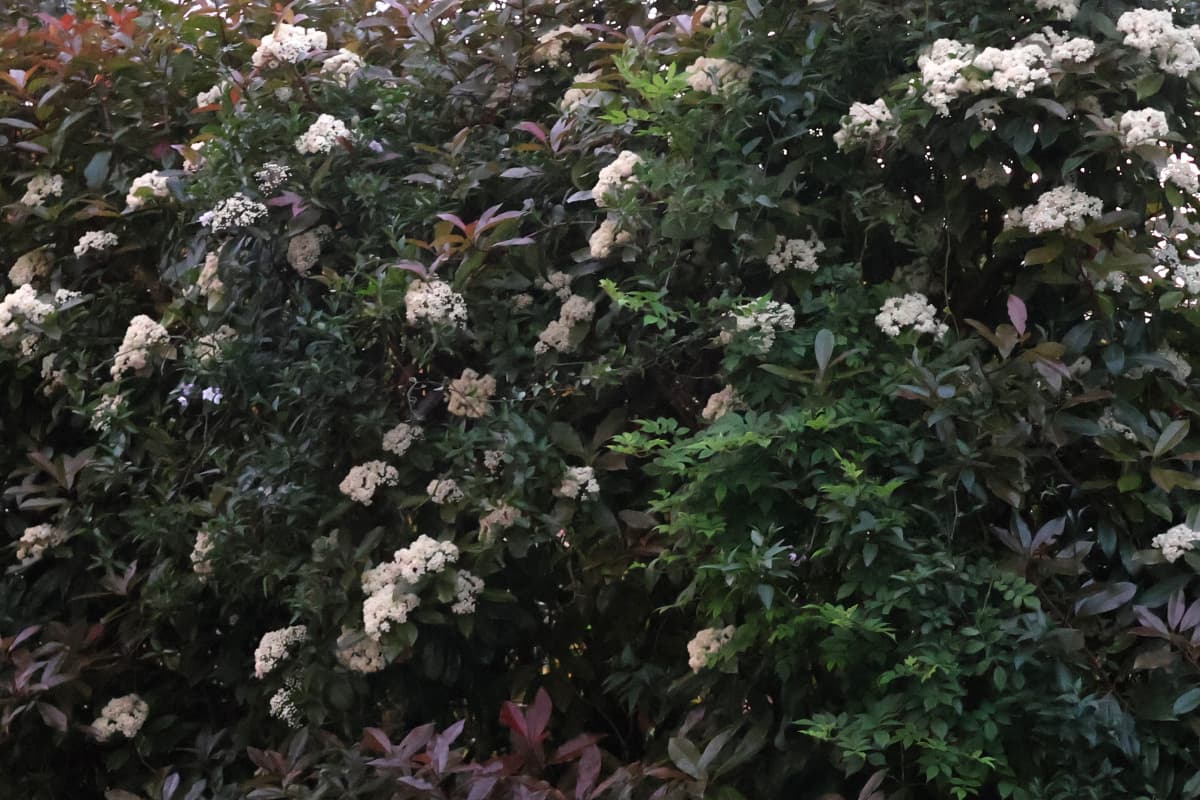 レッドロビンの花　垣根壁面