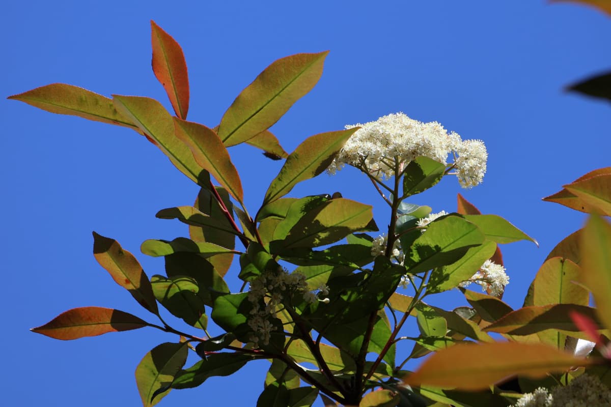 レッドロビンの花　青空に一輪