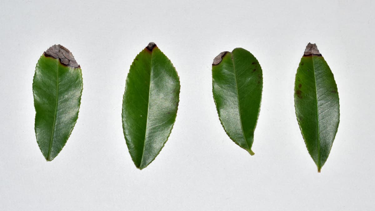 レッドロビン斑点病202202-1