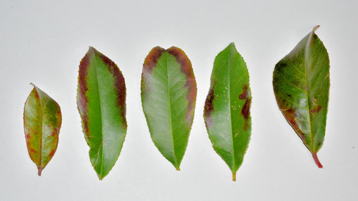 レッドロビン斑点病202202-2