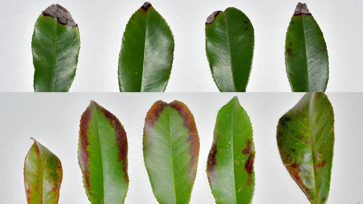 レッドロビン斑点病202202（キャッチ画像）