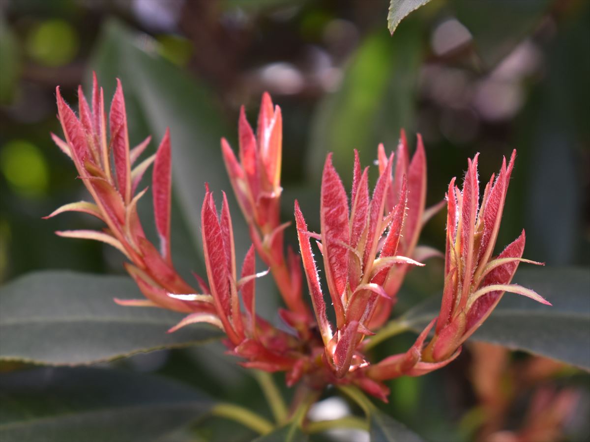 レッドロビン新葉 「剣山」2