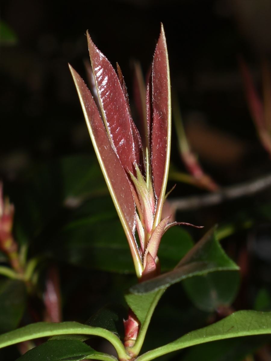レッドロビン新葉 「剣山」4