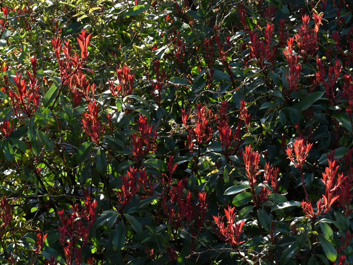 レッドロビン新葉 「剣山」7