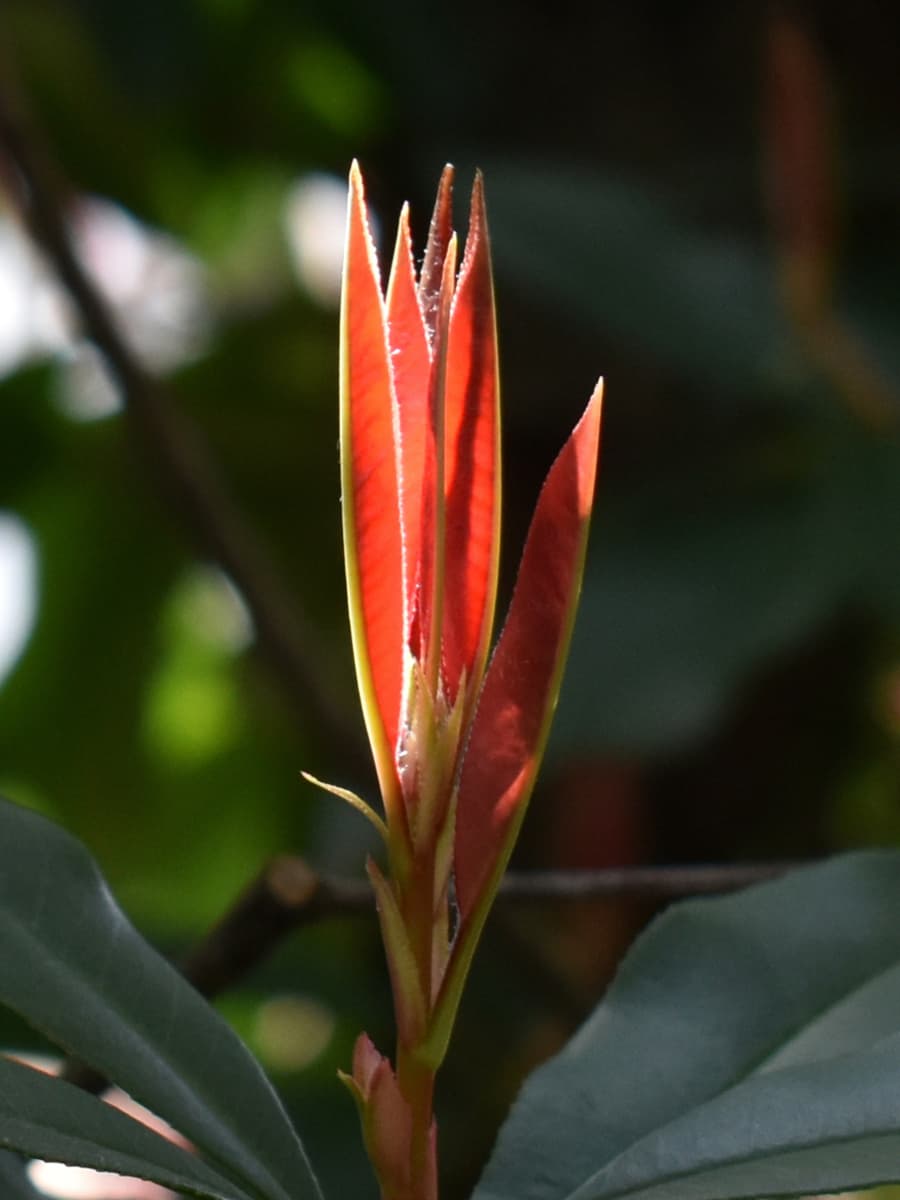 レッドロビン新葉　「剣山」8