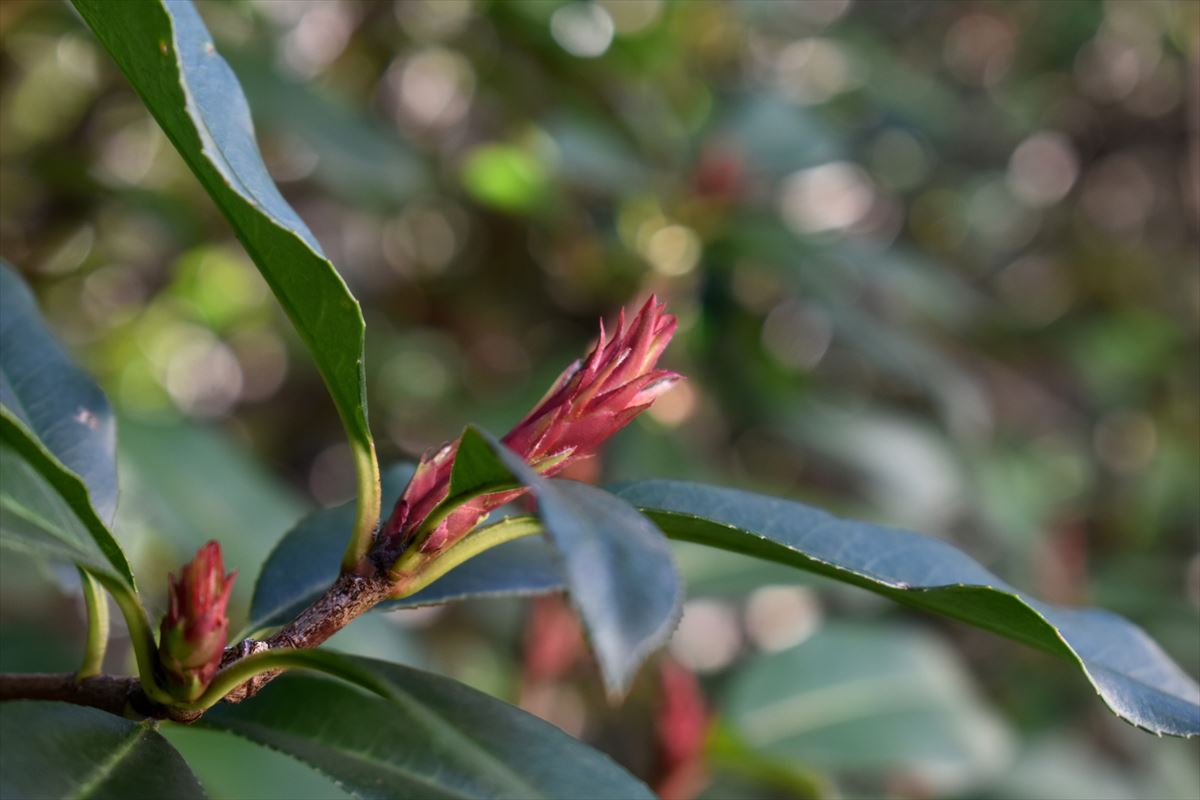 レッドロビン　葉芽