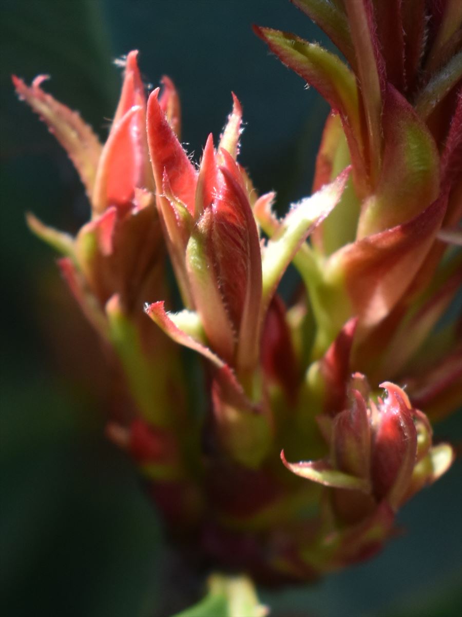 レッドロビン　葉芽伸びる1