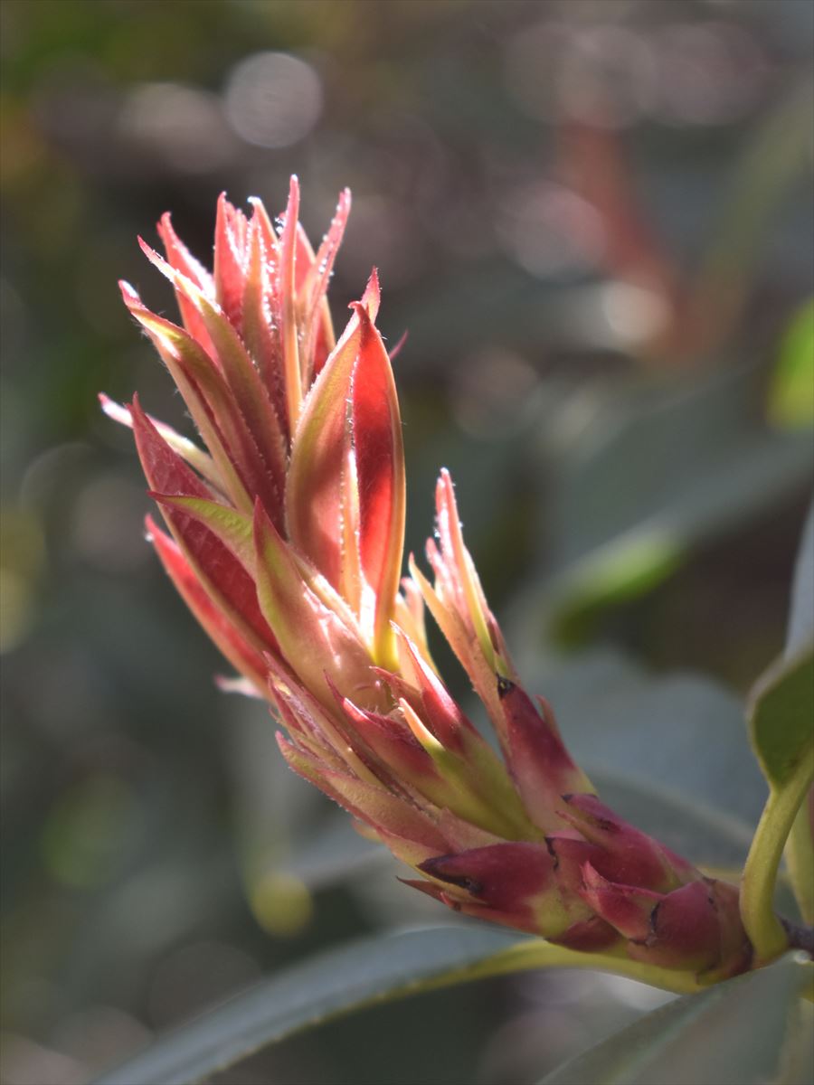 レッドロビン　葉芽伸びる2