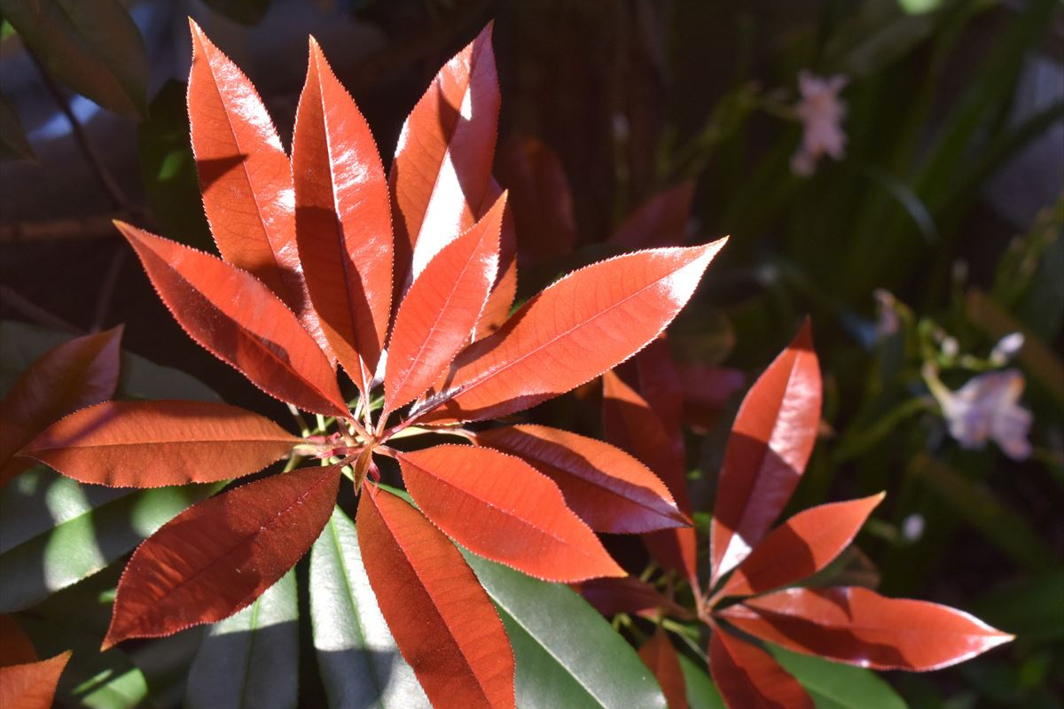 レッドロビン葉色の変化1