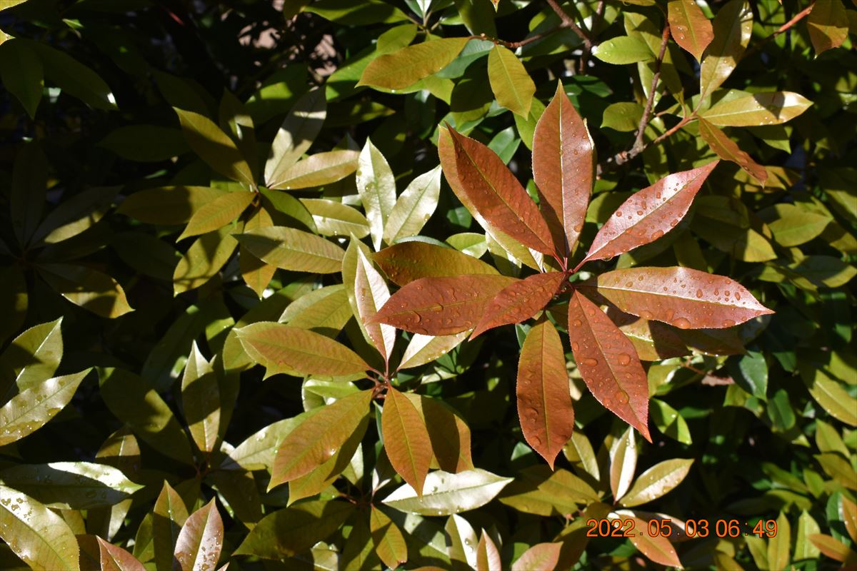 レッドロビン葉色の変化2　５月初旬