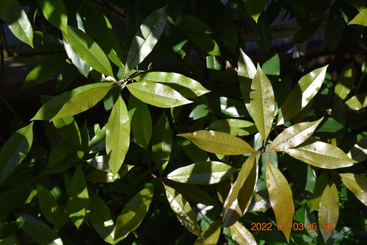 レッドロビン葉色の変化3　５月初旬