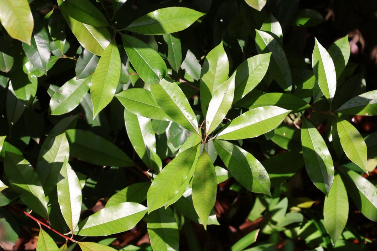 レッドロビン５月の新緑