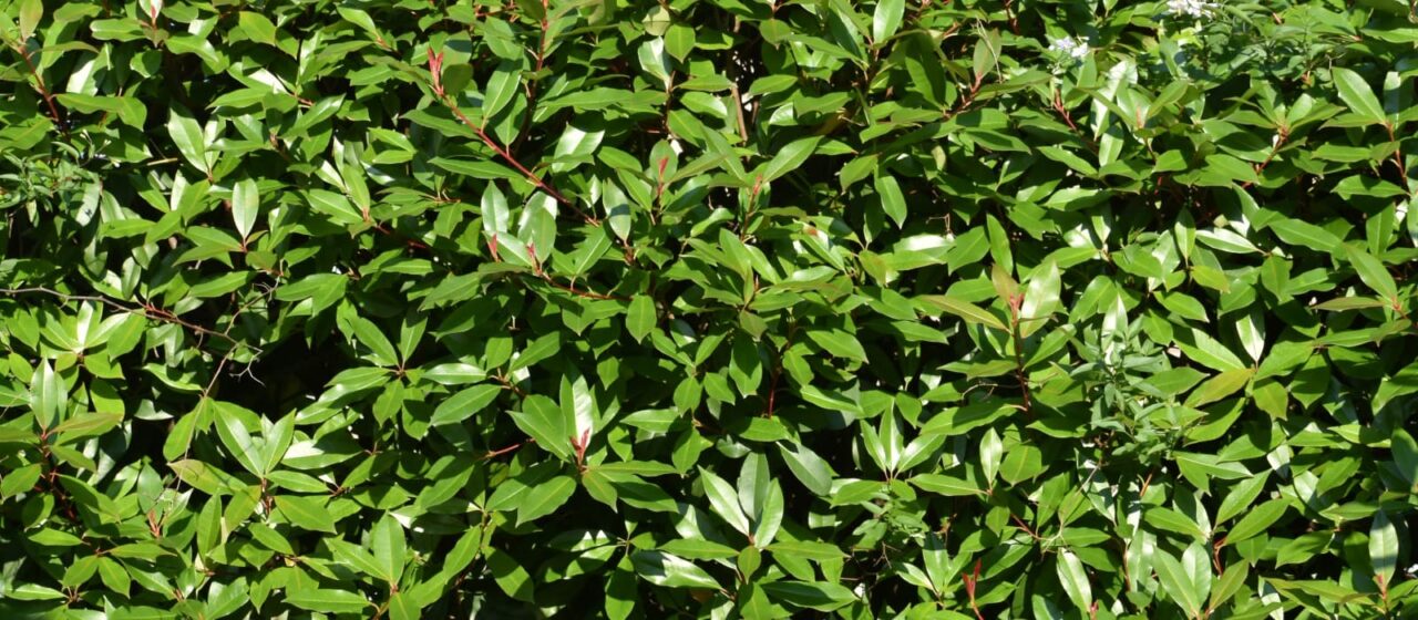 レッドロビン　５月の新緑　新鮮な若緑の壁