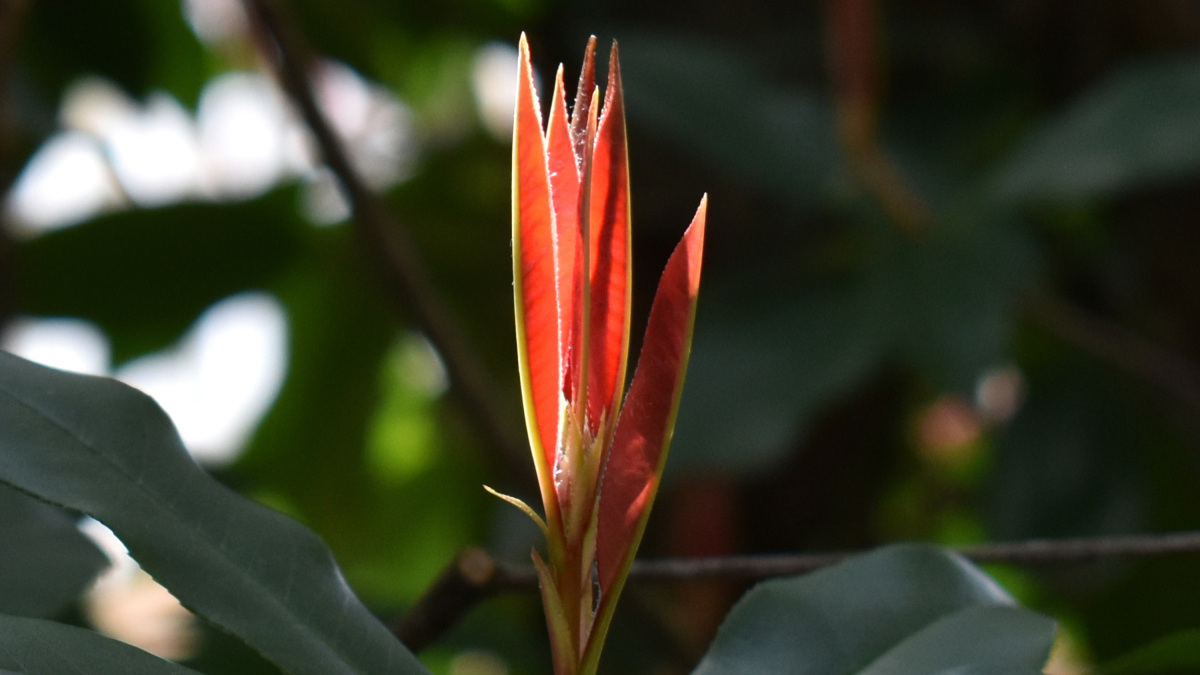 レッドロビン新葉