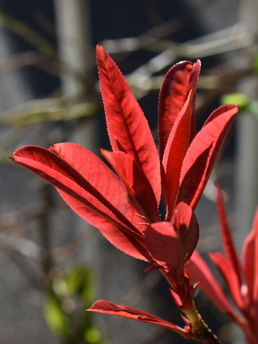 レッドロビン　新葉1　20210314