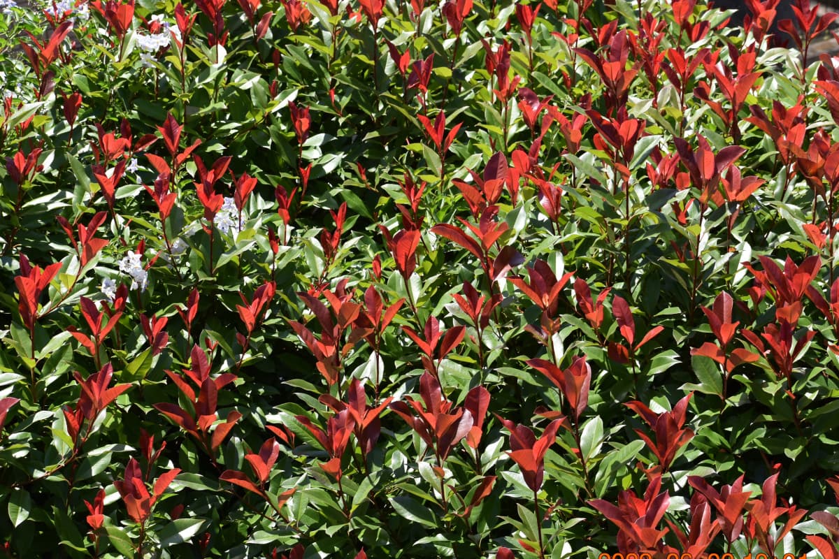 レッドロビン第２次新葉　５月下旬１