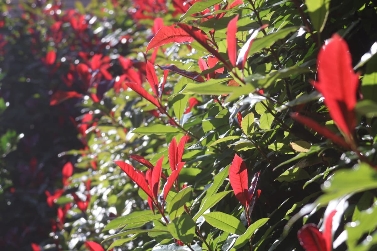 レッドロビン第２次新葉　５月下旬２