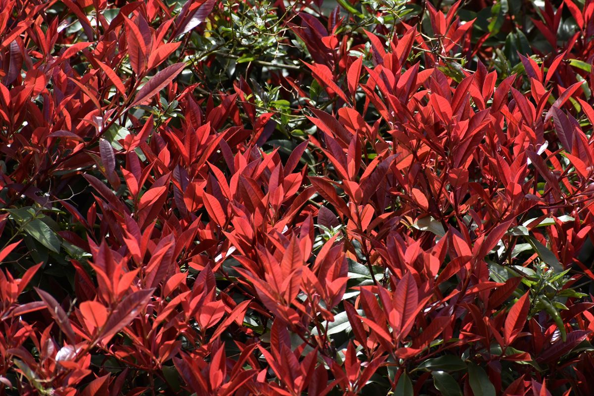 レッドロビン　新葉5　中距離