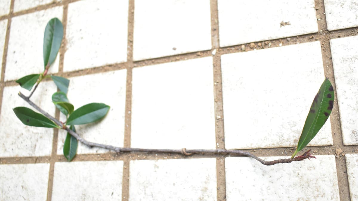 レッドロビン剪定した忌み枝