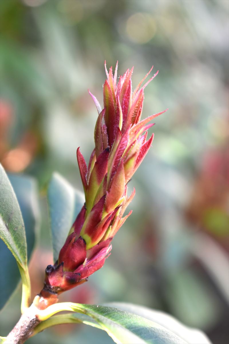 レッドロビン葉芽　「龍の尻尾」1