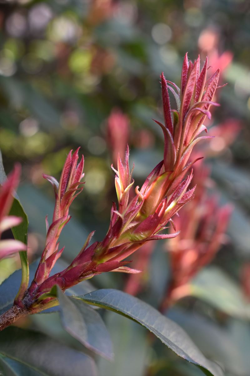 レッドロビン葉芽　「龍の尻尾」2