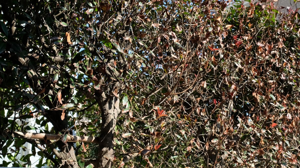 レッドロビン　塩台風で枯れる