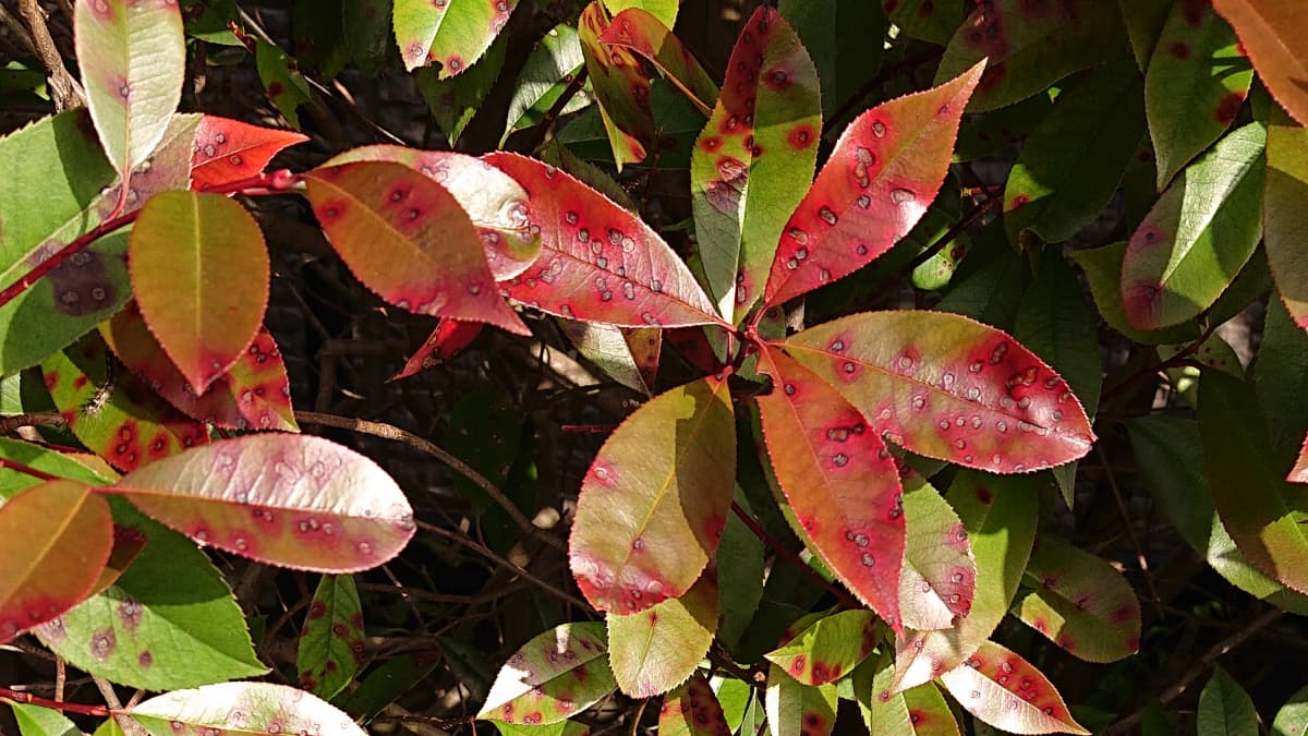 レッドロビン　ごま色斑点病1