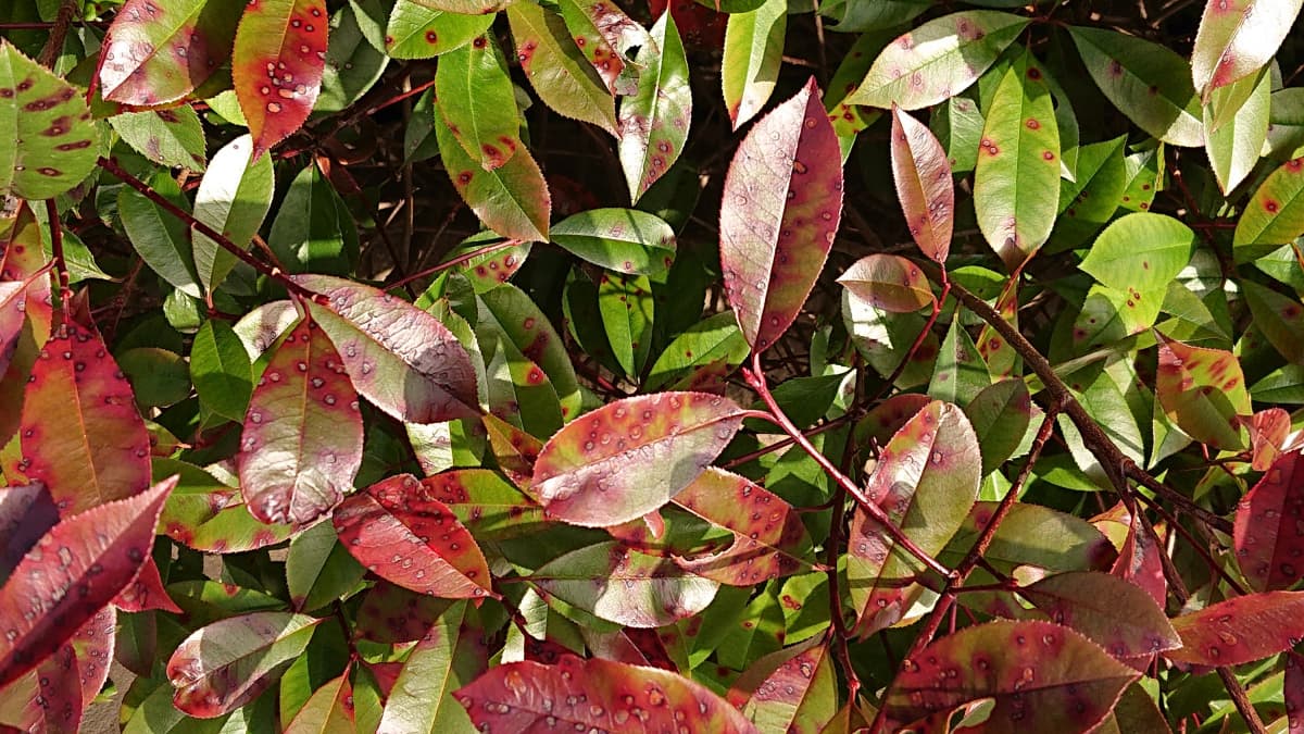 レッドロビン　ごま色斑点病2