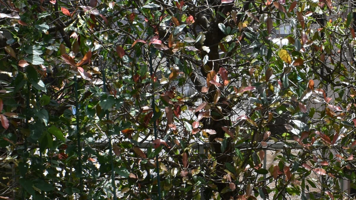 レッドロビン　ごま色斑点病で葉が無くなった枝2020