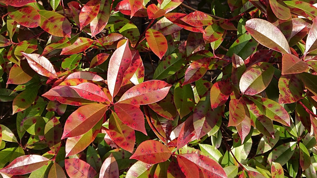 レッドロビン　ごま色斑点病3