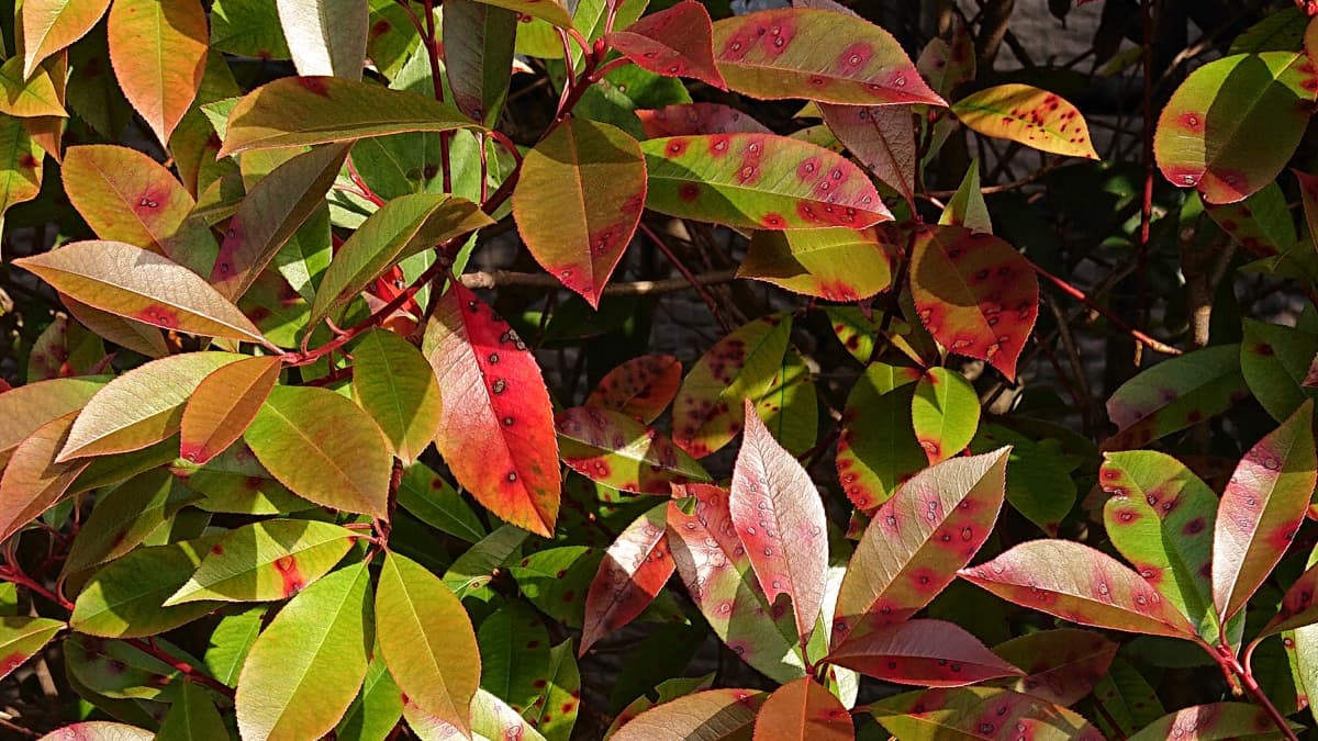 レッドロビン　ごま色斑点病4