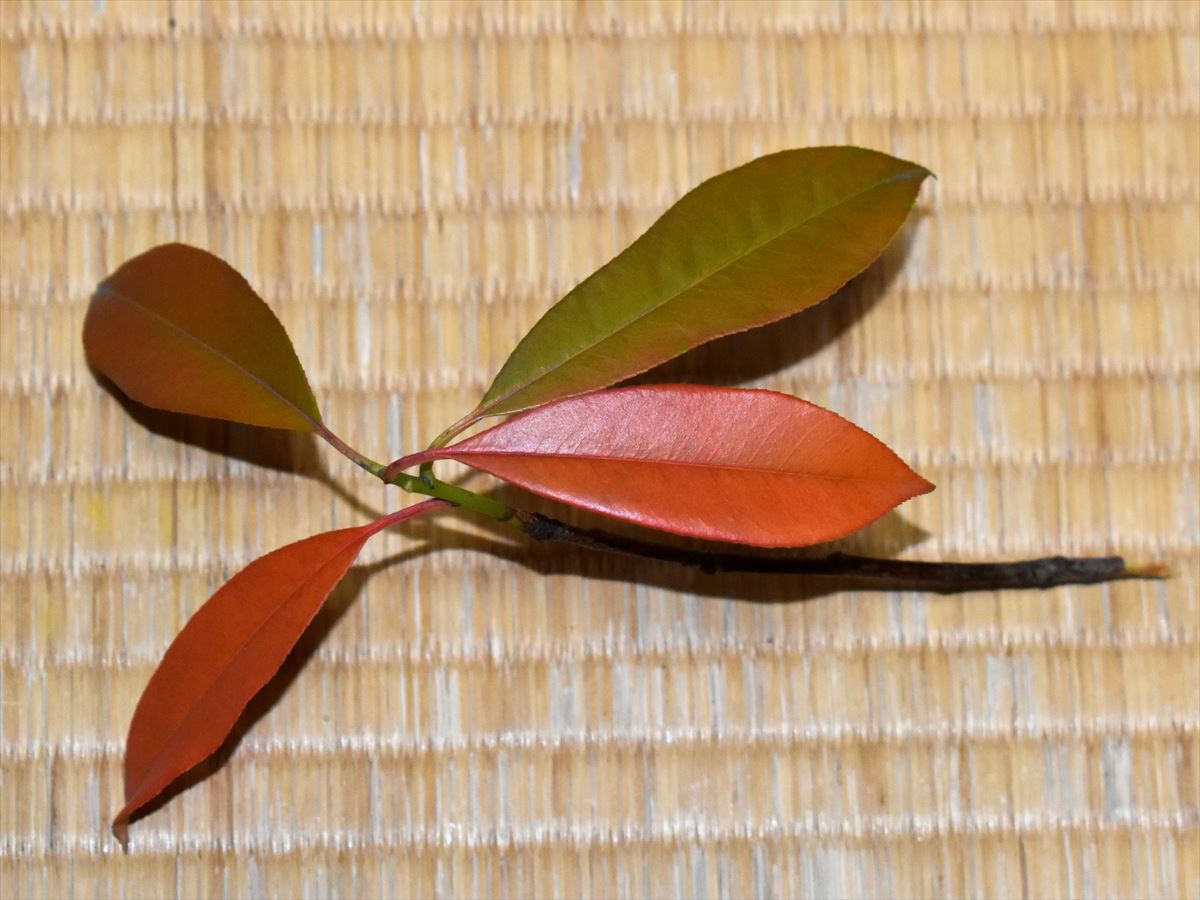 レッドロビン　春の枯れ葉1