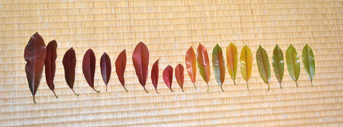 レッドロビン　春の枯れ葉2